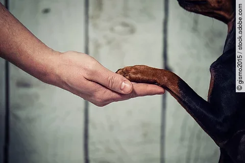 Hand und Pfote von Hund und Herrchen