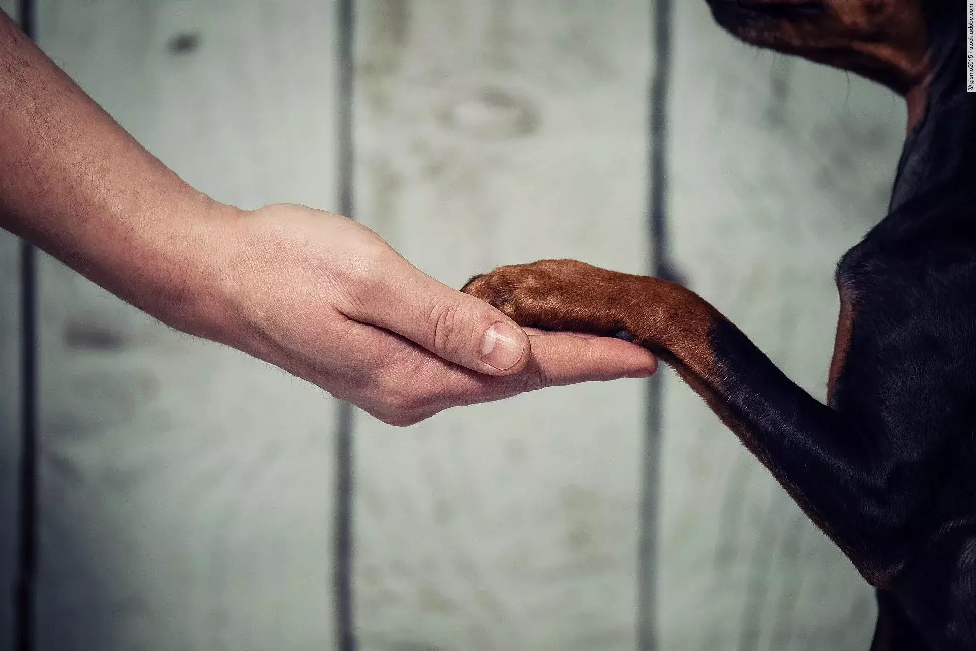 Hand und Pfote von Hund und Herrchen