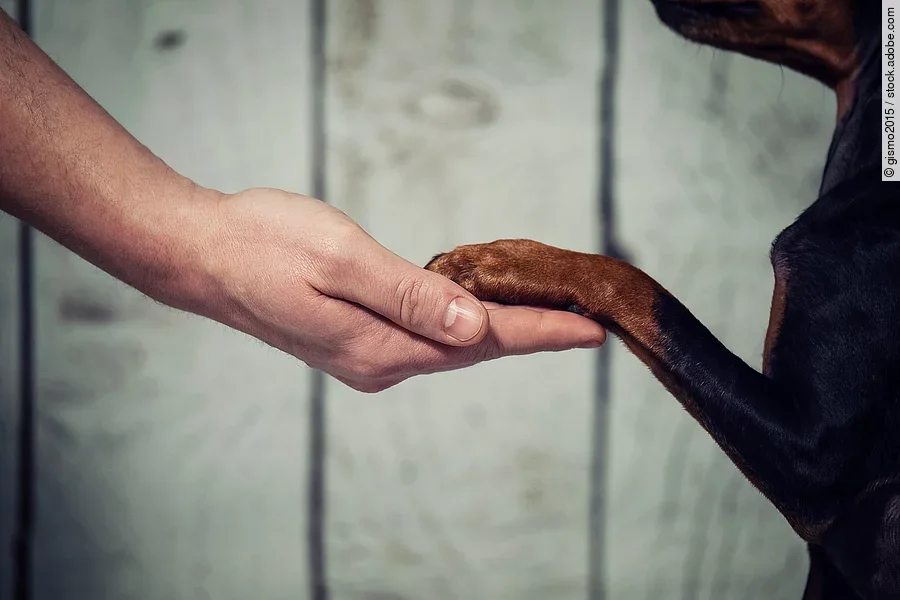 Hand und Pfote von Hund und Herrchen Hand und Pfote von Hund und Herrchen