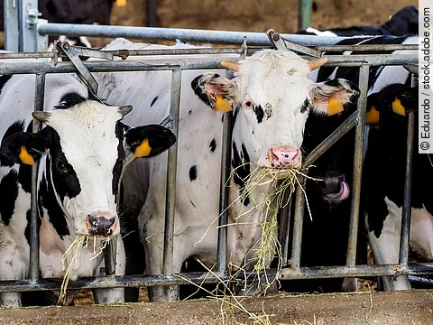 Mehrere schwarz-weiß gefleckte junge Kühe stehen an einem Fressgitter und fressen ihr Heu.