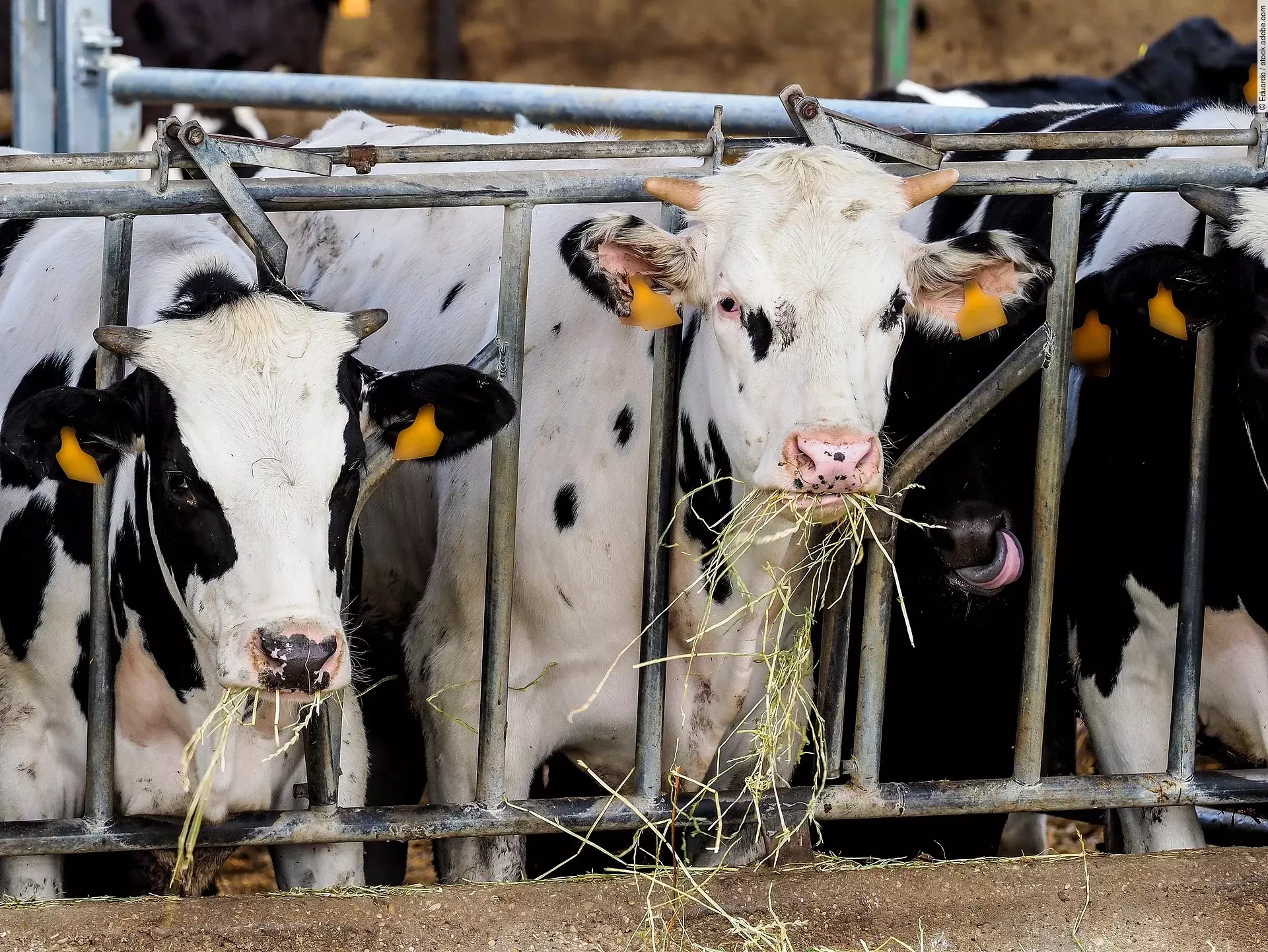Mehrere schwarz-weiß gefleckte junge Kühe stehen an einem Fressgitter und fressen ihr Heu.