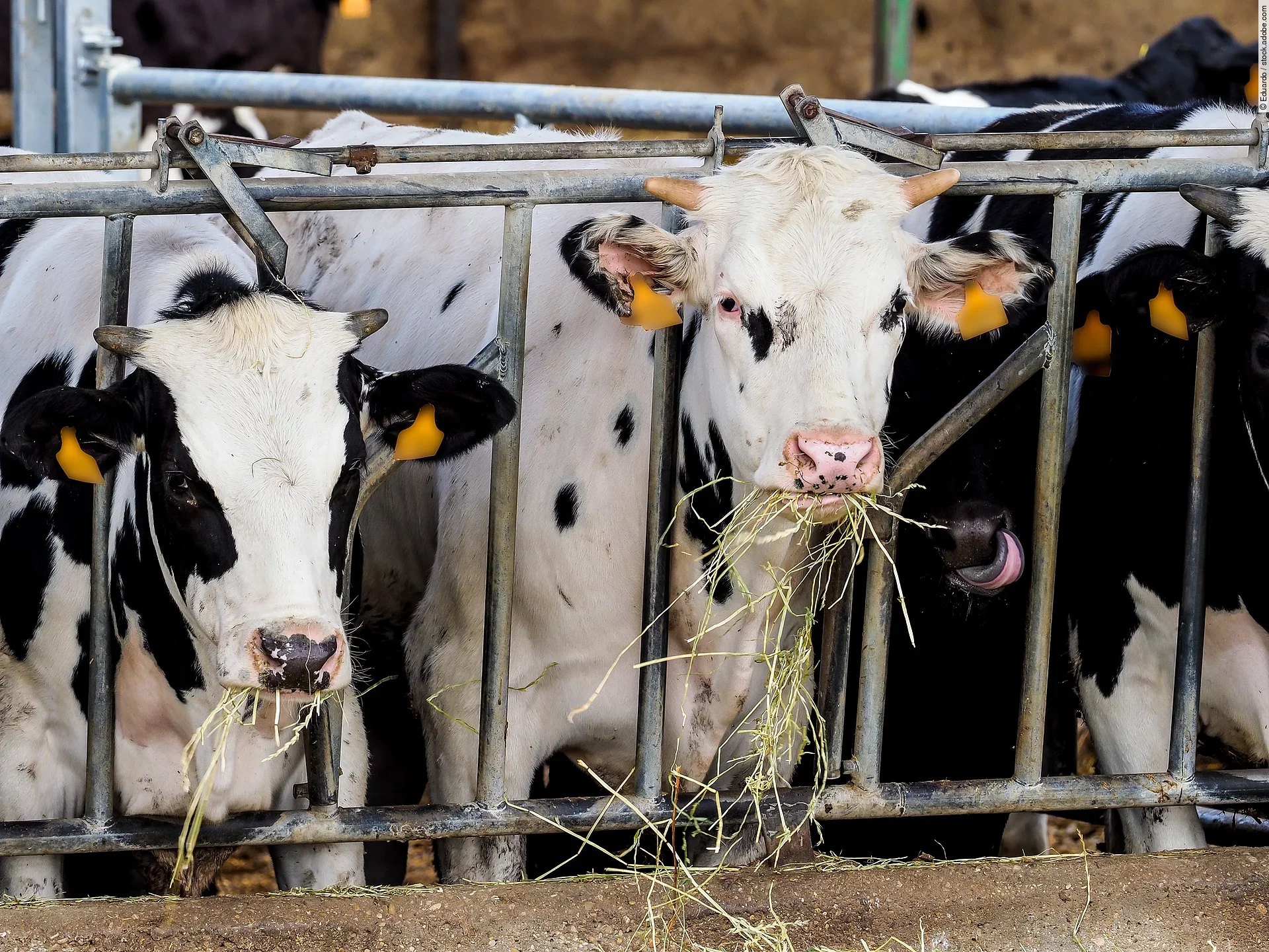 Mehrere schwarz-weiß gefleckte junge Kühe stehen an einem Fressgitter und fressen ihr Heu.