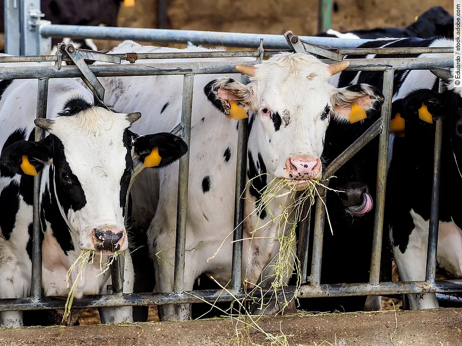 Mehrere schwarz-weiß gefleckte junge Kühe stehen an einem Fressgitter und fressen ihr Heu.