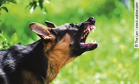 Drohender Schäferhund