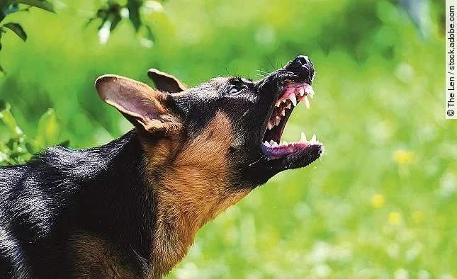 Drohender Schäferhund