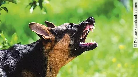 Drohender Schäferhund