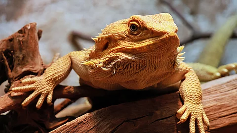 Eine Bartagame sitzt auf einem Stück Holz in ihrem Terrarium.