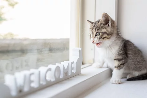 cat