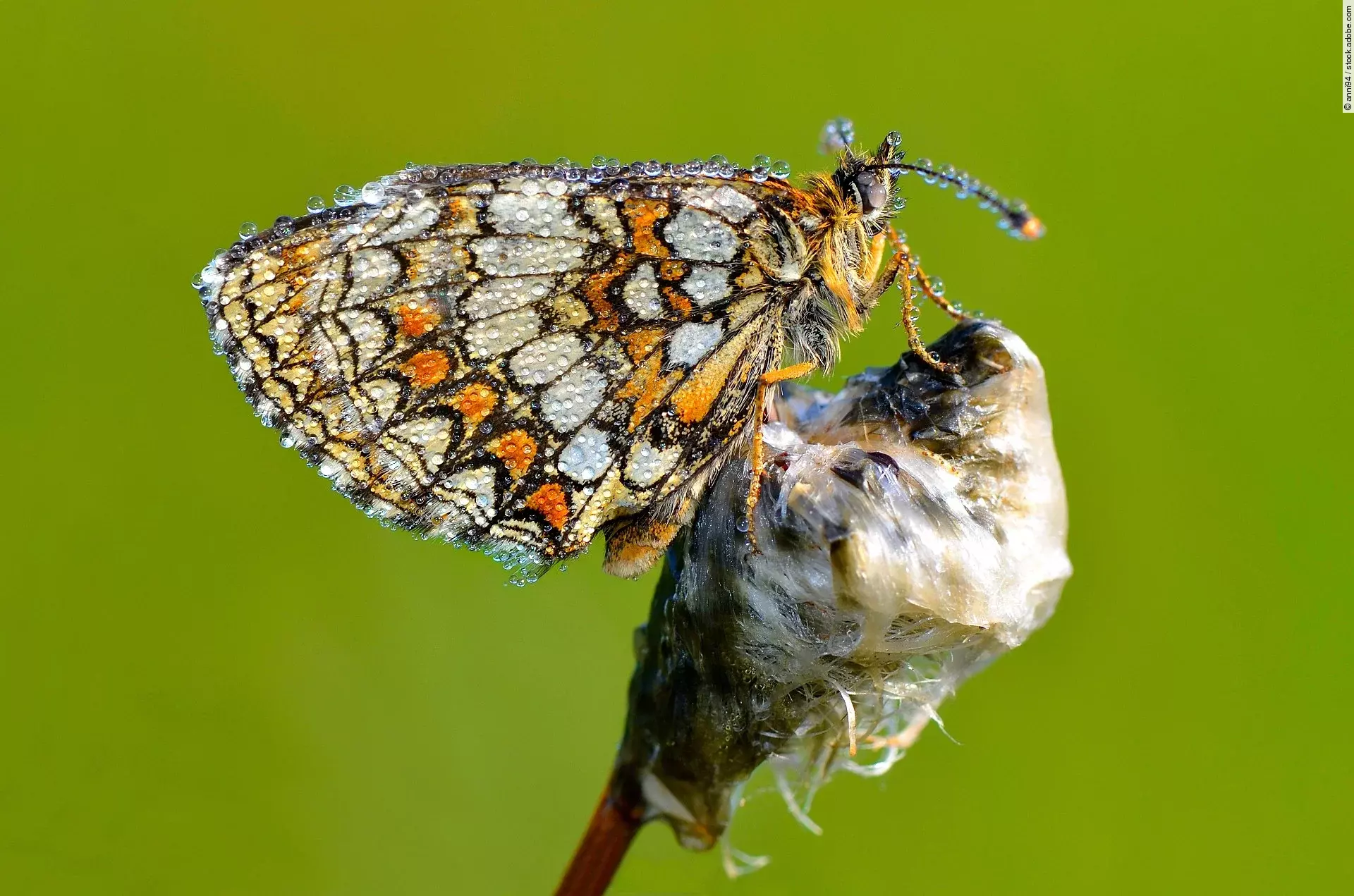 Ein Goldener Scheckenfalter (Euphydryas aurinia) sitzt mit seinen bunten Flügeln auf einem Ast vor grünem Hintergrund.