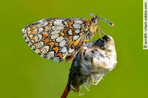 Ein Goldener Scheckenfalter (Euphydryas aurinia) sitzt mit seinen bunten Flügeln auf einem Ast vor grünem Hintergrund.