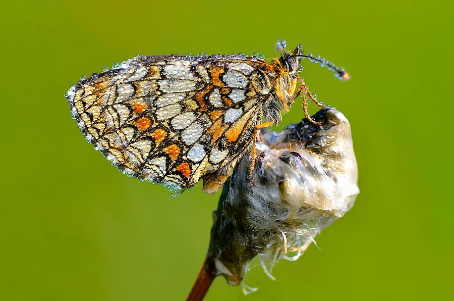 Ein Goldener Scheckenfalter (Euphydryas aurinia) sitzt mit seinen bunten Flügeln auf einem Ast vor grünem Hintergrund. Ein Goldener Scheckenfalter (Euphydryas aurinia) sitzt mit seinen bunten Flügeln auf einem Ast vor grünem Hintergrund.