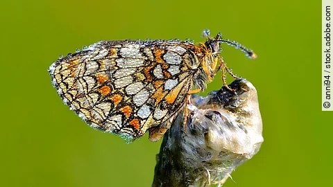 Ein Goldener Scheckenfalter (Euphydryas aurinia) sitzt mit seinen bunten Flügeln auf einem Ast vor grünem Hintergrund.