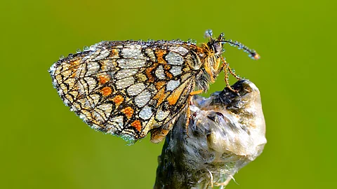 Ein Goldener Scheckenfalter (Euphydryas aurinia) sitzt mit seinen bunten Flügeln auf einem Ast vor grünem Hintergrund. Ein Goldener Scheckenfalter (Euphydryas aurinia) sitzt mit seinen bunten Flügeln auf einem Ast vor grünem Hintergrund.