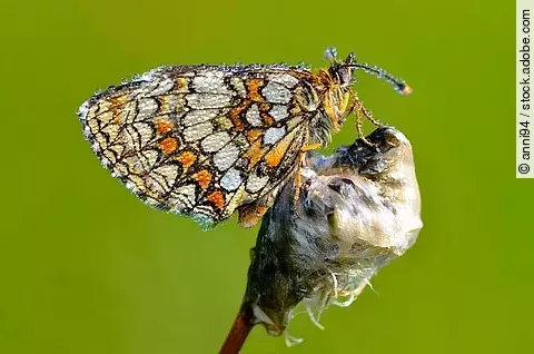 Ein Goldener Scheckenfalter (Euphydryas aurinia) sitzt mit seinen bunten Flügeln auf einem Ast vor grünem Hintergrund.