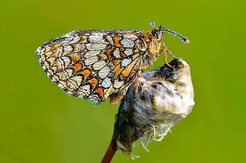 Ein Goldener Scheckenfalter (Euphydryas aurinia) sitzt mit seinen bunten Flügeln auf einem Ast vor grünem Hintergrund.