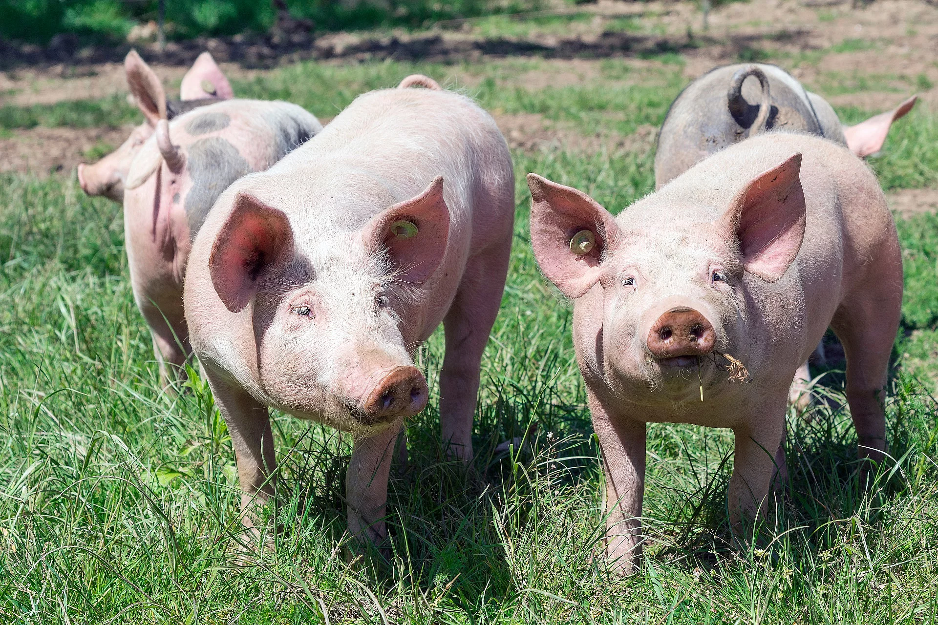 Eine kleine Herde Schweine steht auf einer Weide mit frischem Gras. Zwei der Schweine stehen im Vordergrund und schauen auf in die Kamera. 