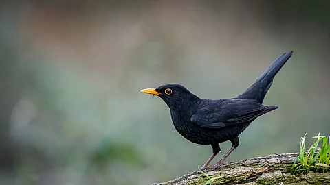 Amsel Amsel