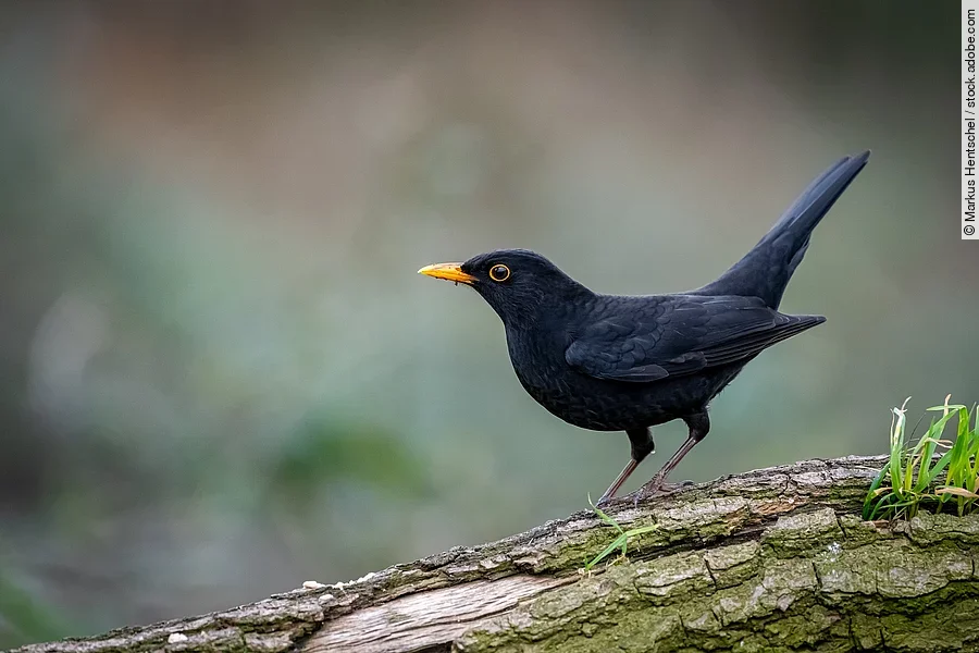 Amsel