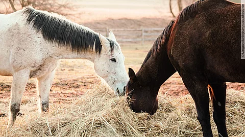 Zwei Pferde fressen Heu.