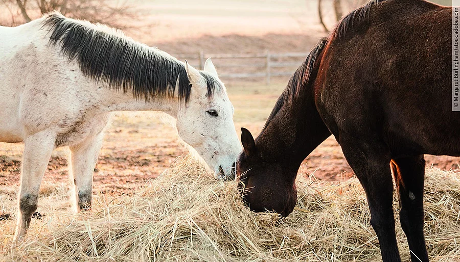 Zwei Pferde fressen Heu.