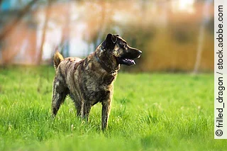 Holländischer Schäferhund Mix