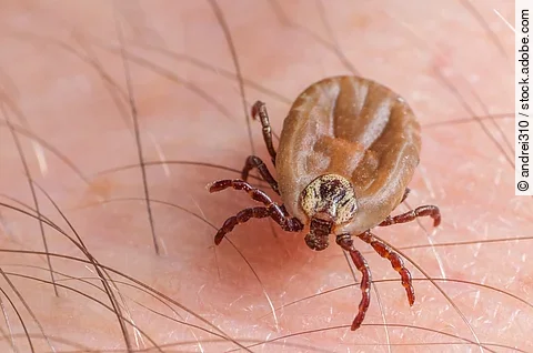 Zecke krabbelt auf Mensch