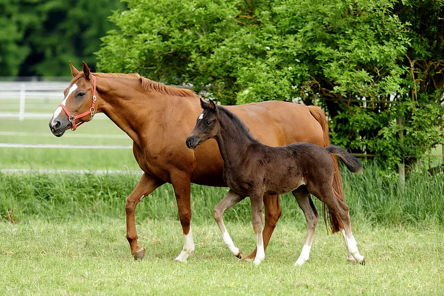 Eine Stute läuft mit ihrem Fohlen über eine grüne Weide. Die Stute trägt ein rotes Halfter und hat fuchsfarbenes Fell. Das Fohlen läuft aufmerksam neben der Mutter her und hat etwas dunkleres Fell. 