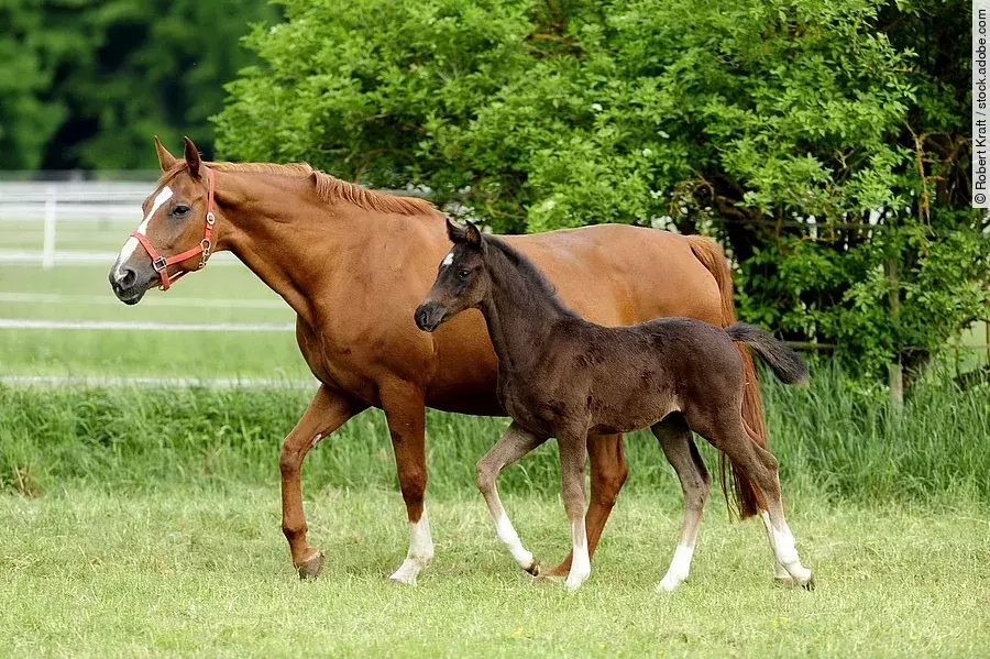 Stute mit Fohlen Eine Stute läuft mit ihrem Fohlen über eine grüne Weide. Die Stute trägt ein rotes Halfter und hat fuchsfarbenes Fell. Das Fohlen läuft aufmerksam neben der Mutter her und hat etwas dunkleres Fell.