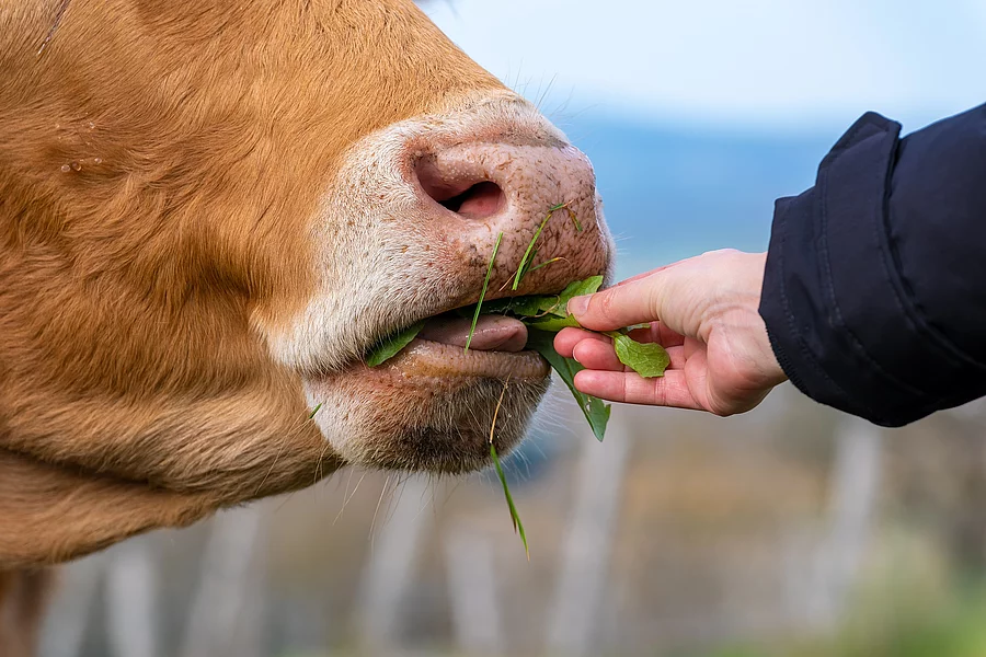 une main tendue qui donne à manger à une vache Eine Kuh wird aus einer Hand gefüttert. Die Kuh hat rot-bräunliches Fell und ein rosa Flotzmaul.