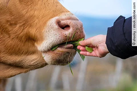 Eine Kuh wird aus einer Hand gefüttert. Die Kuh hat rot-bräunliches Fell und ein rosa Flotzmaul. 