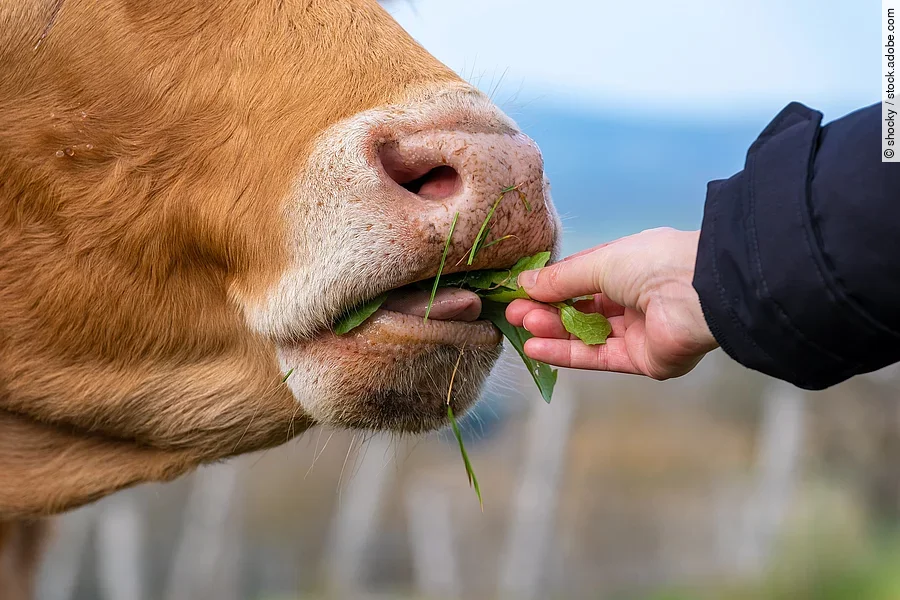 une main tendue qui donne à manger à une vache Eine Kuh wird aus einer Hand gefüttert. Die Kuh hat rot-bräunliches Fell und ein rosa Flotzmaul.