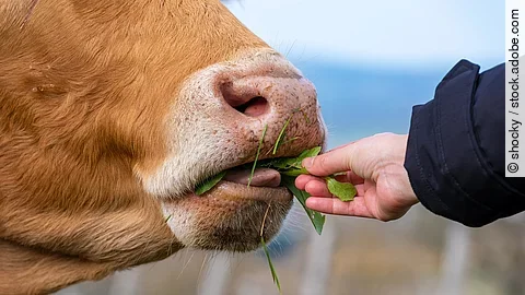 Eine Kuh wird aus einer Hand gefüttert. Die Kuh hat rot-bräunliches Fell und ein rosa Flotzmaul. 
