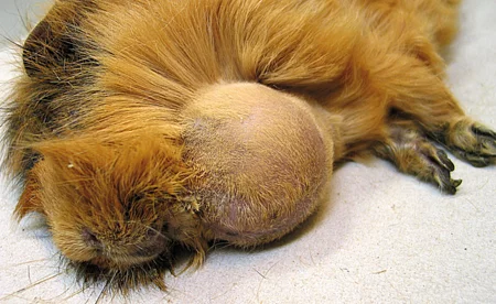 Ein hellbraunes Meerschweinchen mit massivem Unterkieferabszess liegt in Seitenlage auf dem Behandlungstisch. Ein hellbraunes Meerschweinchen mit massivem Unterkieferabszess liegt in Seitenlage auf dem Behandlungstisch.
