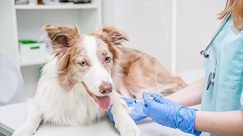 Close up veterinarian giving an injection to a dog at hospital