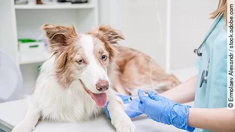 Close up veterinarian giving an injection to a dog at hospital