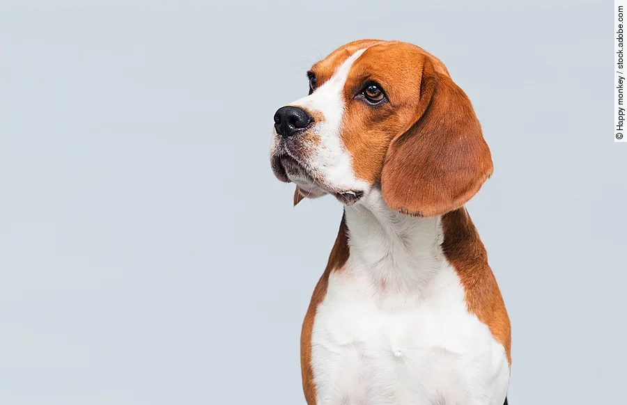 Ein Beagle sitzt vor einem weißen Hintergrund.