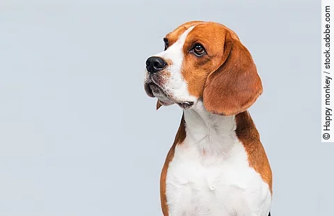 Ein Beagle sitzt vor einem weißen Hintergrund.