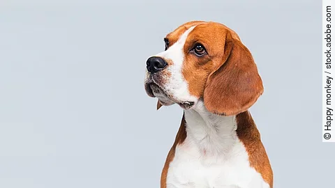 Ein Beagle sitzt vor einem weißen Hintergrund.