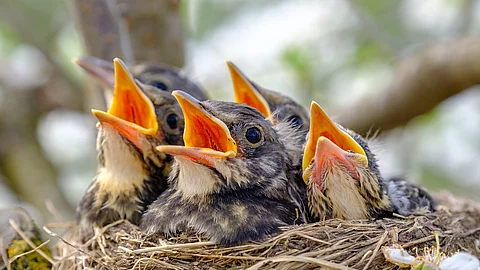 Nahaufnahme von Jungvögeln die in ihrem Nest sitzen und den Schnabel aufhalten.