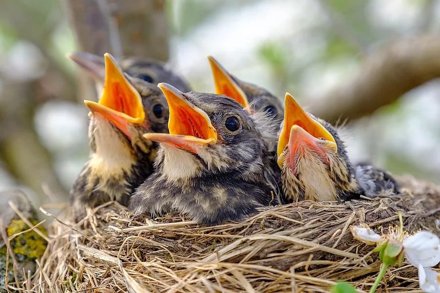 Nahaufnahme von Jungvögeln die in ihrem Nest sitzen und den Schnabel aufhalten.