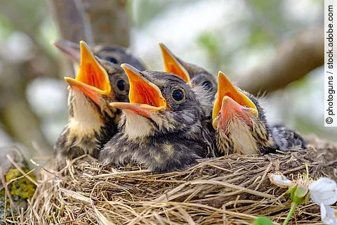 Nahaufnahme von Jungvögeln die in ihrem Nest sitzen und den Schnabel aufhalten.
