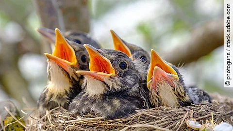 Nahaufnahme von Jungvögeln die in ihrem Nest sitzen und den Schnabel aufhalten.