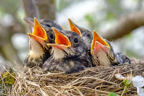 Nahaufnahme von Jungvögeln die in ihrem Nest sitzen und den Schnabel aufhalten.