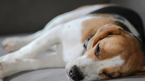 Ein Hund liegt auf einem grauen Sofa. Die Rasse ist ein Beagle und er liegt seitlich. Das Sofa ist grau.