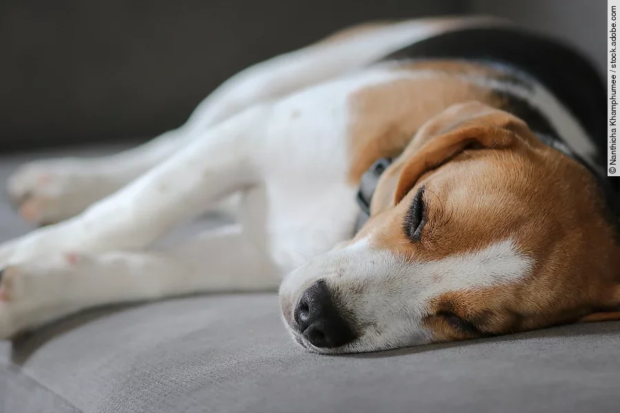Ein Hund liegt auf einem grauen Sofa. Die Rasse ist ein Beagle und er liegt seitlich. Das Sofa ist grau.
