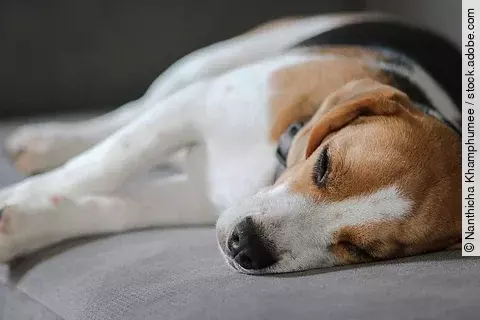 Ein Hund liegt auf einem grauen Sofa. Die Rasse ist ein Beagle und er liegt seitlich. Das Sofa ist grau.