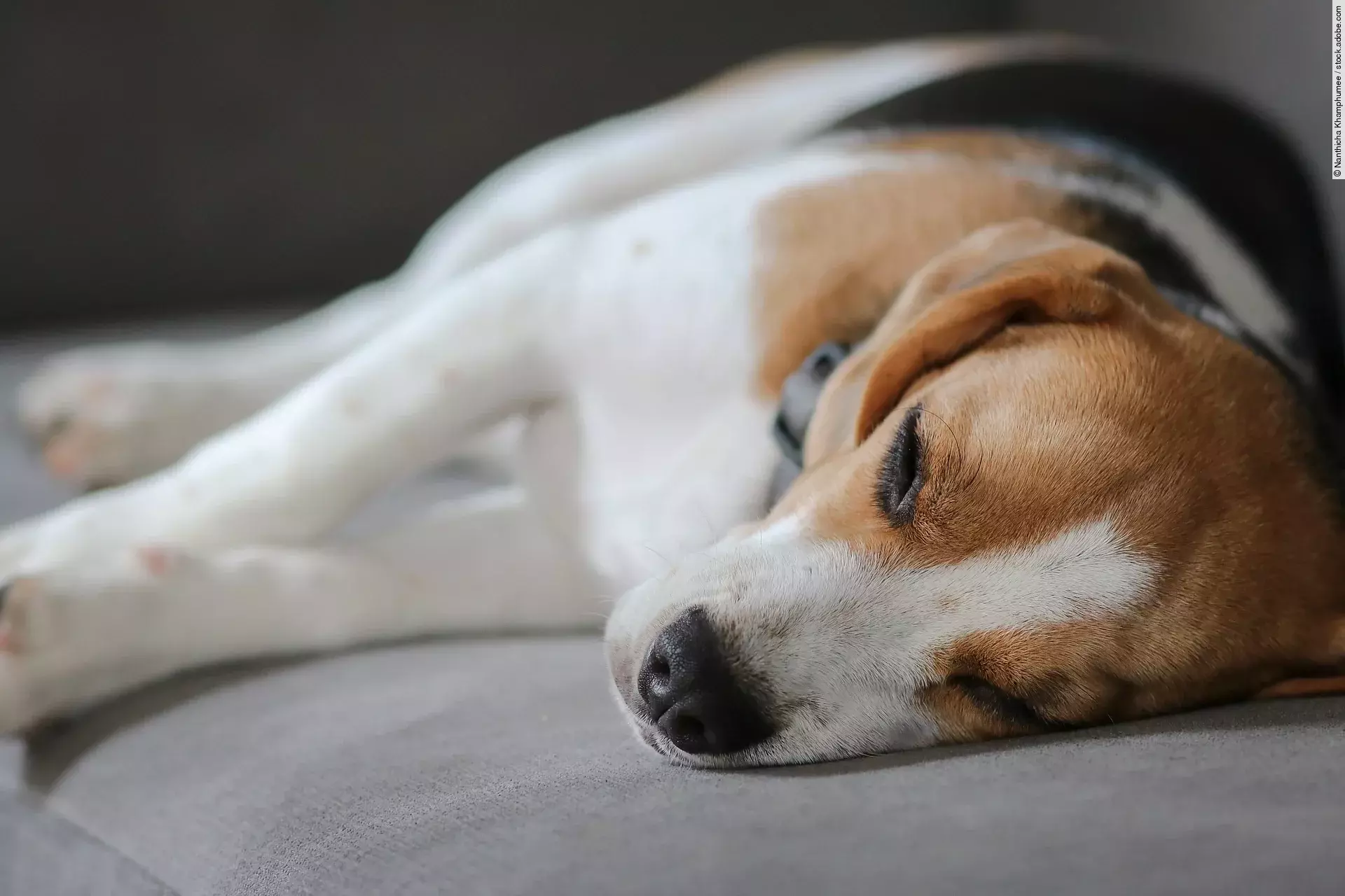 Ein Hund liegt auf einem grauen Sofa. Die Rasse ist ein Beagle und er liegt seitlich. Das Sofa ist grau.