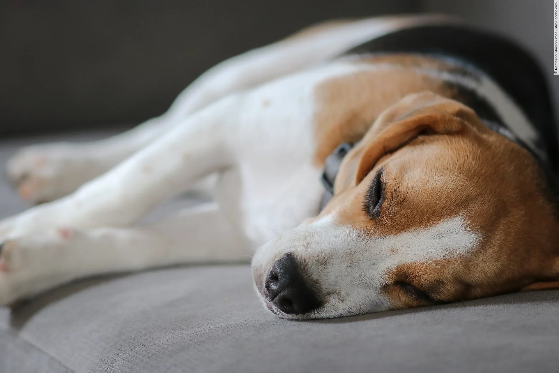 Ein Hund liegt auf einem grauen Sofa. Die Rasse ist ein Beagle und er liegt seitlich. Das Sofa ist grau.