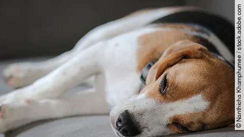 Ein Hund liegt auf einem grauen Sofa. Die Rasse ist ein Beagle und er liegt seitlich. Das Sofa ist grau.