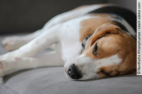 Ein Hund liegt auf einem grauen Sofa. Die Rasse ist ein Beagle und er liegt seitlich. Das Sofa ist grau.